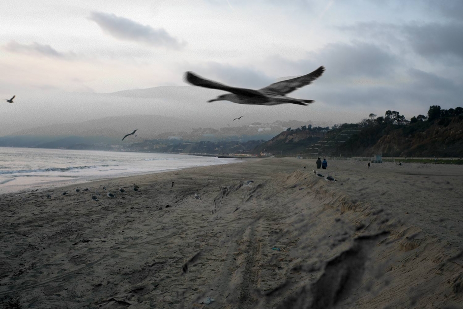 https://www.gazarphoto.com/files/gimgs/th-1_Seagulls.jpg