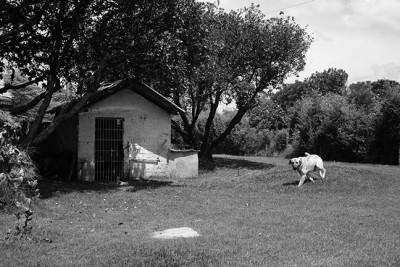 https://www.gazarphoto.com/files/gimgs/th-55_dog1.jpg