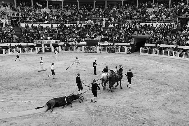 https://www.gazarphoto.com/files/gimgs/th-56_bull10.jpg
