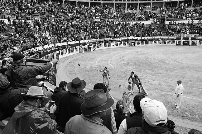 https://www.gazarphoto.com/files/gimgs/th-56_bull12.jpg