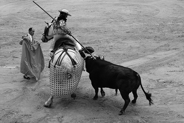 https://www.gazarphoto.com/files/gimgs/th-56_bull5.jpg