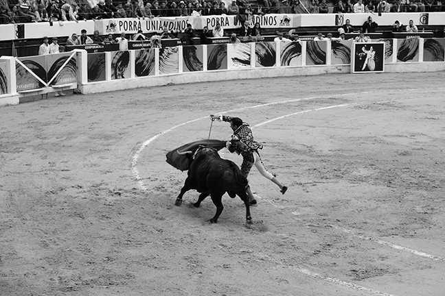 https://www.gazarphoto.com/files/gimgs/th-56_bull8.jpg